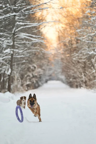 Две Собаки Весело Бегают Зимней Лесной Дороге Взрослая Немецкая Овчарка — стоковое фото