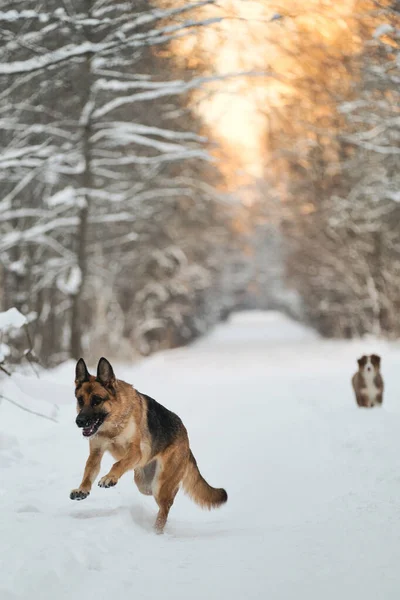 Dwa Psy Bawią Się Biegnąc Zimową Leśną Drogą Zachodzie Słońca — Zdjęcie stockowe
