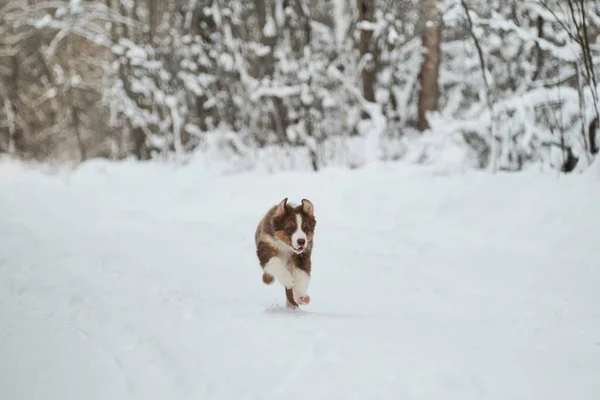 Puppy Australian Shepherd Runs Merrily Snowy Winter Forest Road Ears — Stock Photo, Image