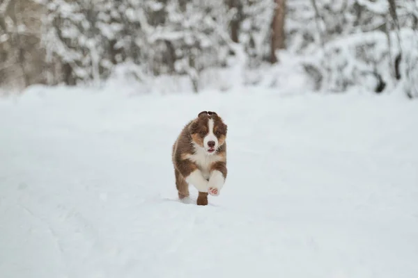 オーストラリアの羊飼いの子犬は雪の多い冬の森の道に沿って単に実行され 耳が面白い飛んでいます オーストラリアの赤の三色 純血若いです子犬のチョコレート色の公園を歩く — ストック写真