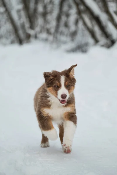 Welpe Von Australian Shepherd Läuft Fröhlich Die Verschneite Winterwaldstraße Entlang — Stockfoto