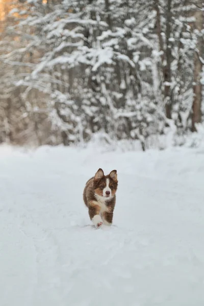 オーストラリアの羊飼いの子犬は雪の多い冬の森の道に沿って単に実行され 耳が面白い飛んでいます オーストラリアの赤の三色 純血若いです子犬のチョコレート色の公園を歩く — ストック写真