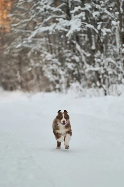 オーストラリアの羊飼いの子犬は雪の多い冬の森の道に沿って単に実行され 耳が面白い飛んでいます オーストラリアの赤の三色 純血若いです子犬のチョコレート色の公園を歩く — ストック写真