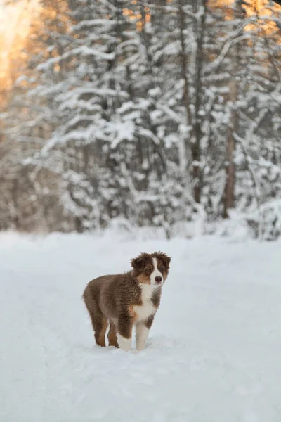 Australian Shepherd Puppy Stands Snowy Winter Forest Road Sunset Aussie — Stock Photo, Image