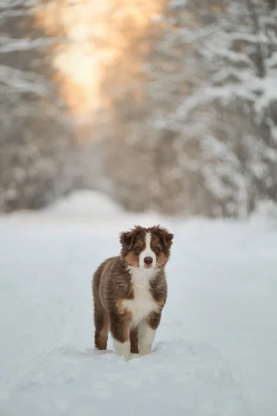 オーストラリアの羊飼いの子犬は日没時に雪の冬の森の道に立っています オーストラリアの赤の三色 公園を歩く上でチョコレート色の純血種の若い子犬 いい犬だ — ストック写真