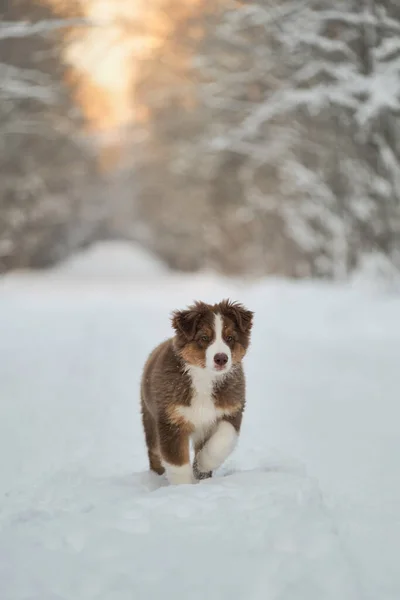 オーストラリアの羊飼いの子犬は 日没時に雪の多い冬の森の道に立って 1つの前足を上げました オーストラリアの赤の三色 純血若いです子犬のチョコレート色の公園を歩く — ストック写真