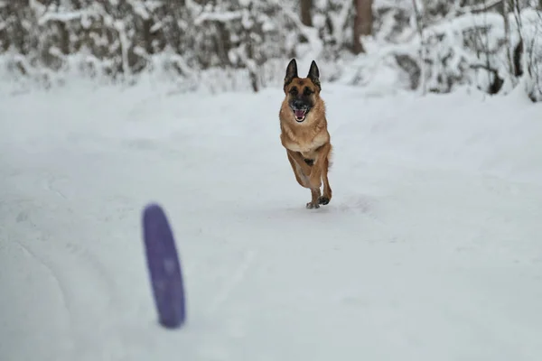 Safkan Köpek Karlı Kış Orman Yolunda Neşeyle Koşar Enerjik Yetişkin — Stok fotoğraf