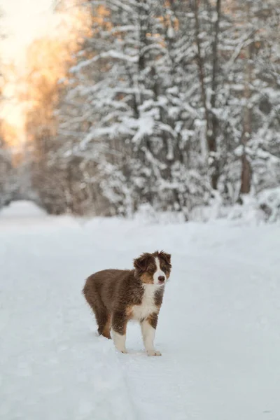オーストラリアの羊飼いの子犬は日没時に雪の冬の森の道に立っています オーストラリアの赤の三色 公園を歩く上でチョコレート色の純血種の若い子犬 いい犬だ — ストック写真