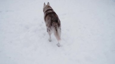 4K görüntüler. Kuzey kızak köpekleri kulübesi. Kırmızı-beyaz bir Sibirya kurdu kışın karların arasında bir kuş kafesinde yürür ve etrafa bakar..