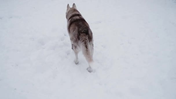 4K映像 北部の犬ぞりのトンネル 冬の雪の中を鳥の姿で歩き回る 赤と白のシベリアのハスキー — ストック動画