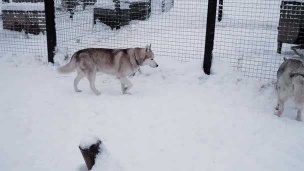 4K镜头 北方雪橇狗的犬舍 西伯利亚红白相间的哈士奇冬季在雪地里散步 两只哈士奇红灰相间的嗅嗅黑狗躲在收容所的栅栏后面 — 图库视频影像