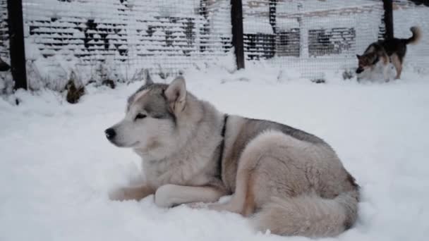 Nagranie Puszysty Syberyjski Husky Szaro Biały Kolor Leży Śniegu Zimie — Wideo stockowe