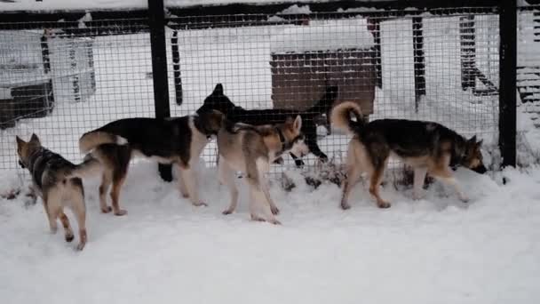 4K映像 メスティーソ アラスカ ハスキーの北そり犬の鐘 犬は冬に雪の中で柵の後ろに立ち それぞれの尾の下で互いを嗅ぐ 好奇心が強い — ストック動画