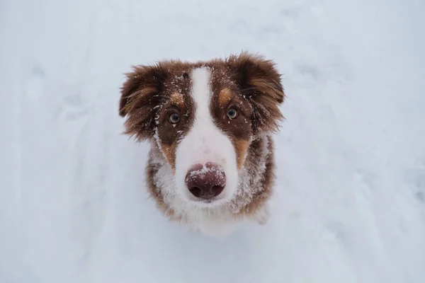 Portret Van Australische Herder Puppy Besneeuwde Winter Close Aussie Rode — Stockfoto