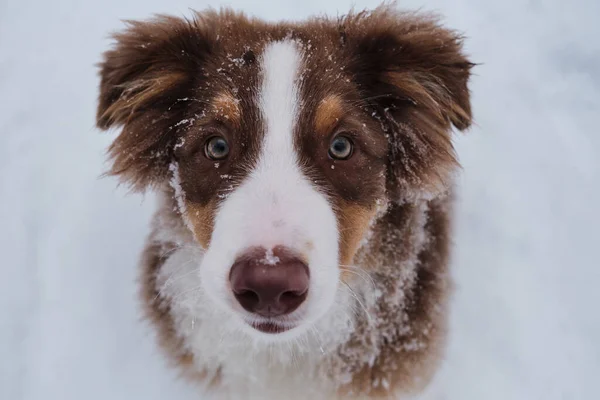 雪の冬にオーストラリアの羊飼いの子犬の肖像画を閉じます オージーレッドの三色は若い犬で 緑色の目と白いストライプが銃口に付いています チョコレートの鼻と頭の良い目 — ストック写真