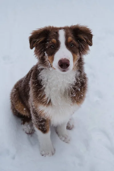 Porträtt Australiska Shepherd Valp Snöig Vinter Närbild Aussie Röd Tricolor — Stockfoto