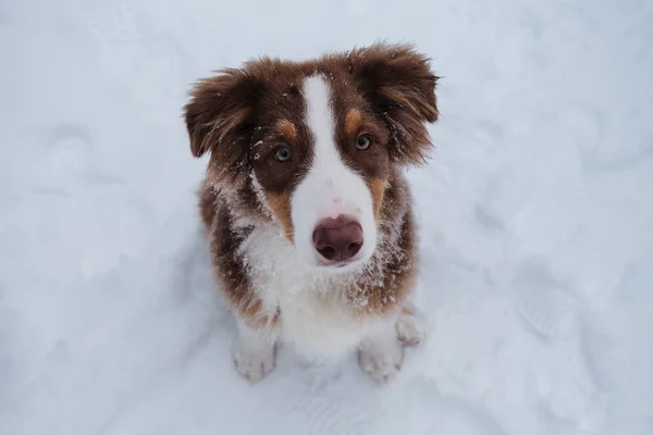 Retrato Cachorro Pastor Australiano Inverno Nevado Perto Aussie Tricolor Vermelho — Fotografia de Stock