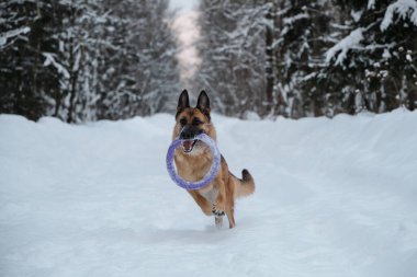 Kırmızı ve siyah Alman çoban köpeği dişlerinde mavi yuvarlak oyuncakla karlı orman yolunda hızla koşuyor. Kış parkında köpekle aktif ve enerjik bir yürüyüş. Açık hava oyunları.