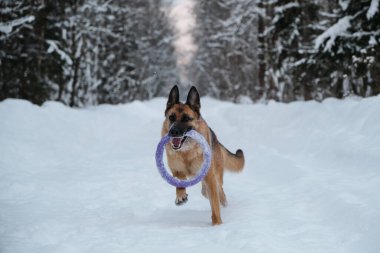 Kırmızı ve siyah Alman çoban köpeği dişlerinde mavi yuvarlak oyuncakla karlı orman yolunda hızla koşuyor. Kış parkında köpekle aktif ve enerjik bir yürüyüş. Açık hava oyunları.