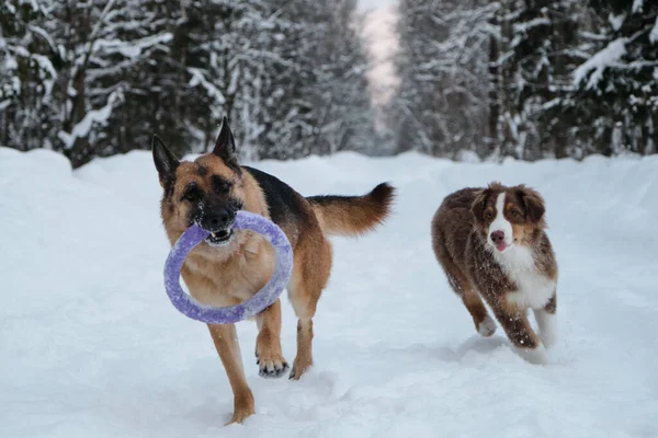 Red and black German Shepherd is running fast along snowy forest road with round toy. Active and energetic walk with two dogs in winter park. Aussie puppy runs alongside with tongue sticking out.