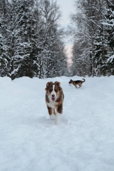 Kış Parkında Iki Köpekle Aktif Enerjik Bir Yürüyüş Avustralyalı Köpek — Stok fotoğraf