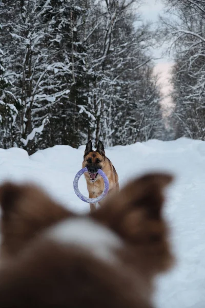 Actief Energiek Wandelen Met Twee Honden Het Winterpark Aussie Puppy — Stockfoto