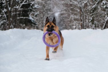 Kırmızı ve siyah Alman çoban köpeği dişlerinde mavi yuvarlak oyuncakla karlı orman yolunda hızla koşuyor. Kış parkında köpekle aktif ve enerjik bir yürüyüş. Açık hava oyunları.