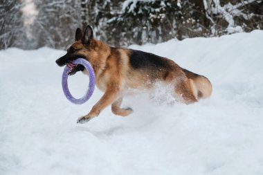 Kırmızı ve siyah Alman çoban köpeği dişlerinde mavi yuvarlak oyuncakla karlı orman yolunda hızla koşuyor. Kış parkında köpekle aktif ve enerjik bir yürüyüş. Açık hava oyunları.