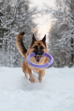 Kırmızı ve siyah Alman çoban köpeği dişlerinde mavi yuvarlak oyuncakla karlı orman yolunda hızla koşuyor. Kış parkında köpekle aktif ve enerjik bir yürüyüş. Açık hava oyunları.