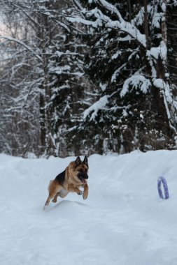 Kızıl ve siyah Alman kurdu karlı orman yolunda hızla koşuyor ve mavi yuvarlak oyuncağa ulaşmaya çalışıyor. Kış parkında köpekle aktif ve enerjik bir yürüyüş. Açık hava oyunları.