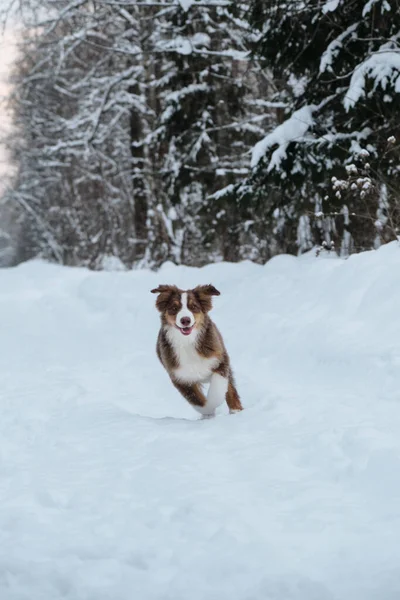 Aussie Puppy Red Tricolor Runs Snowy Winter Forest Road Ears — Stock Photo, Image