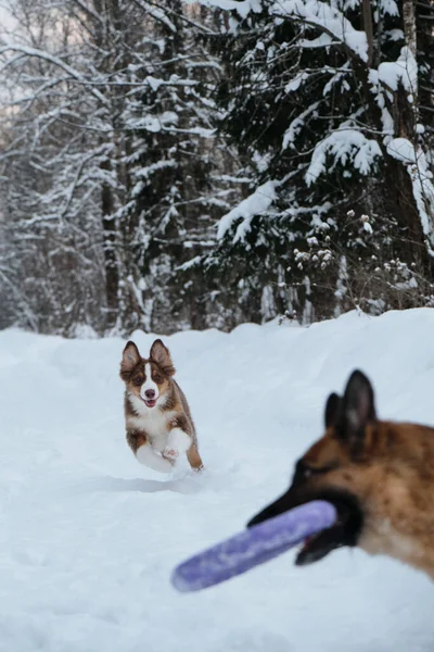 Paseo Activo Enérgico Con Dos Perros Parque Invierno Aussie Cachorro —  Fotos de Stock