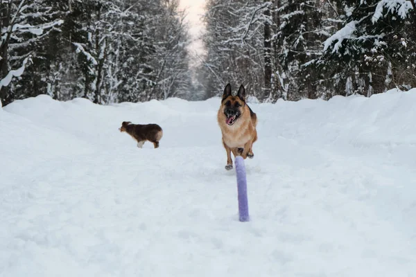 Aktiv Och Energisk Promenad Med Hund Vinterparken Aussie Valp Går — Stockfoto