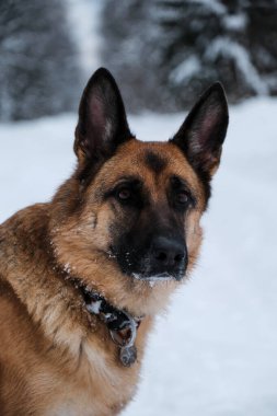 Kış parkındaki güzel safkan köpek. Kar ve ormanın arka planına karşı siyah kırmızı Alman çoban köpeği portresi. Oturur ve dikkatlice ileriye bakar..
