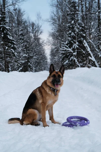 Vacker Renrasig Hund Vinterparken Tyska Shepherd Sitter Snöig Skogsväg Bredvid — Stockfoto