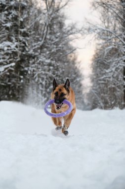 Kırmızı ve siyah Alman çoban köpeği dişlerinde mavi yuvarlak oyuncakla karlı orman yolunda hızla koşuyor. Kış parkında köpekle aktif ve enerjik bir yürüyüş. Açık hava oyunları.