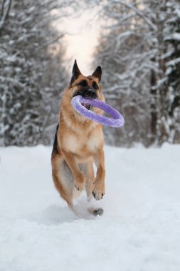 Kırmızı ve siyah Alman çoban köpeği dişlerinde mavi yuvarlak oyuncakla karlı orman yolunda hızla koşuyor. Kış parkında köpekle aktif ve enerjik bir yürüyüş. Açık hava oyunları.