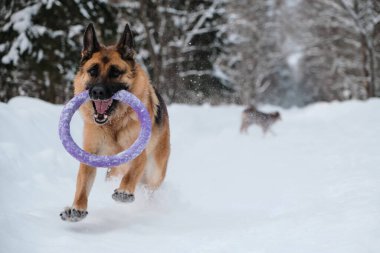 Kızıl siyah Alman kurdu dişlerinde yuvarlak oyuncakla karlı orman yolunda hızla koşuyor. Kış parkında iki köpekle aktif ve enerjik bir yürüyüş. Avustralyalı köpek yavrusu arkadan yürüyor.