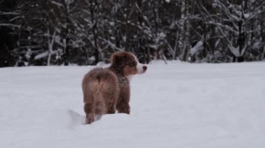 Karlı kış parkında köpeklerle yürümek. 4K yavaş çekim. Kahverengi köpek yavrusu Avustralyalı karda yürüyor ve dünyayı keşfediyor. Yetişkin Alman kurdu arkadan geçiyor..
