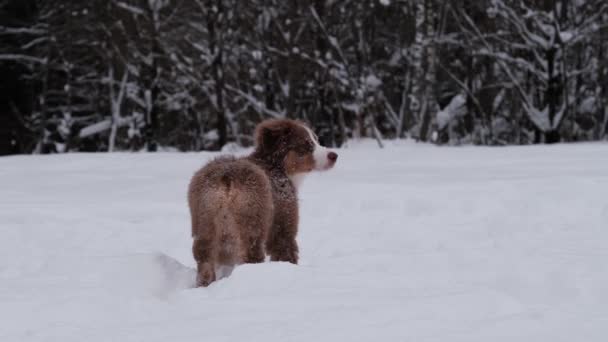 Karlı Kış Parkında Köpeklerle Yürümek Yavaş Çekim Kahverengi Köpek Yavrusu — Stok video