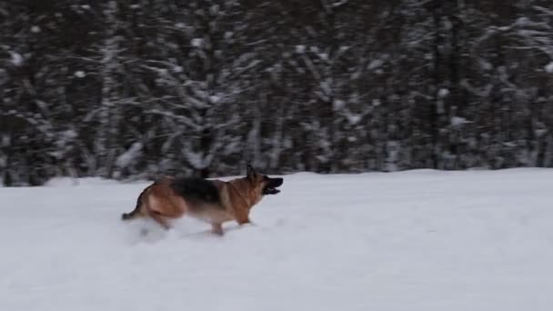 Pasear Con Perro Invierno Parque Nevado Imágenes Cámara Lenta Activo — Vídeo de stock