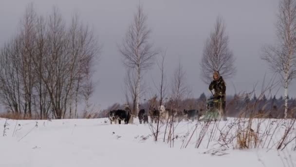 Πλάνα Αργή Κίνηση Musher Λευκό Άνδρα Στο Καπέλο Αυτιά Οδηγεί — Αρχείο Βίντεο