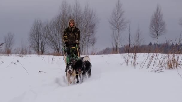 Felvétel Lassítva Musher Fehér Ember Kalapban Fülvédővel Hajtja Szánkók Kutyák — Stock videók