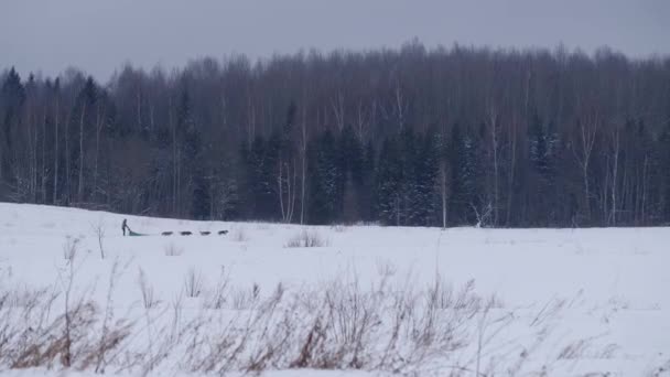 Imágenes Cámara Lenta Musher Macho Conduce Trineo Con Equipo Huskies — Vídeos de Stock