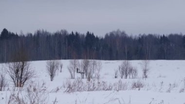 4K görüntüler yavaş çekim. Erkek musher Alaska Huskies takımıyla kızak sürüyor. Güçlü, dayanıklı köpeklerle yarışmak. Karlı tarlalardan ve ormandan manzarayı seyret. Hayvanlarla kış sporu.