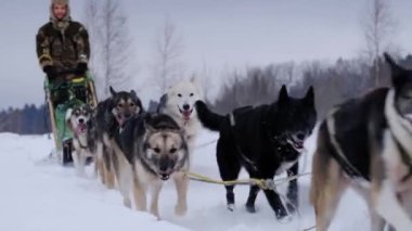 4K görüntüler yavaş çekim. Kulaklık takan şapkalı beyaz adam Alaska Husky cinsinin kızaklarını ve köpeklerini sürüyor. Kar fırtınasında kızak yarışı köpek yarışmaları. Güçlü dayanıklı spor köpekleri. Ön görünüm.