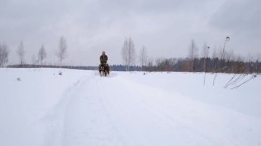 4K görüntüler yavaş çekim. Kulaklık takan şapkalı beyaz adam Alaska Husky cinsinin kızaklarını ve köpeklerini sürüyor. Kar fırtınasında kızak yarışı köpek yarışmaları. Güçlü dayanıklı spor köpekleri. Ön görünüm.