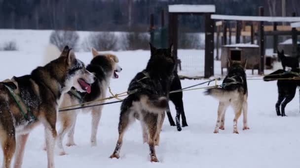 男性のマッシャーはアラスカのハスキーチームとそりを運転します そり犬はスタート時に立ち すぐに冬の雪原を駆け抜けます 動物と冬のスポーツ 4K映像スローモーション — ストック動画