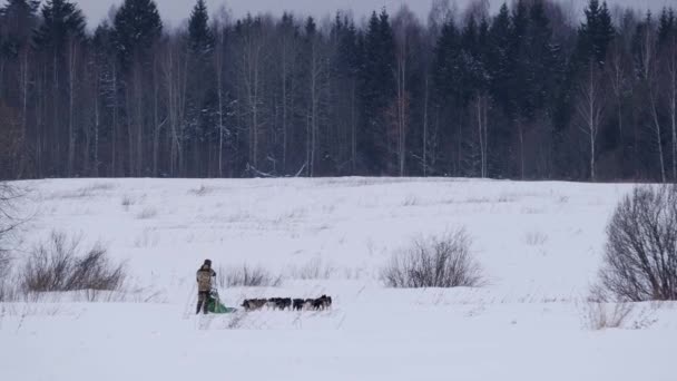 4K镜头慢动作 麝香人驾驶阿拉斯加哈士奇雪橇队 在冬季骑着他们穿过雪地 驶向森林 运动雪橇狗混血儿比赛 — 图库视频影像