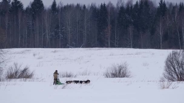 Nagranie Zwolniło Tempo Musher Prowadzi Drużynę Sanek Alasce Zimie Oddala — Wideo stockowe